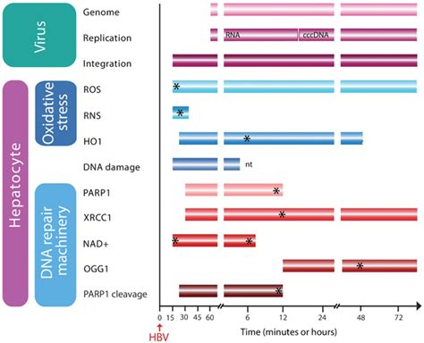 Earliest Hepatitis B Virus Hepatocyte Genome Integration Sites