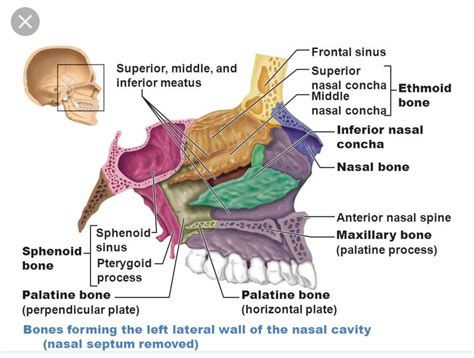 Ethmoid Bone Labeled Nasal Septum