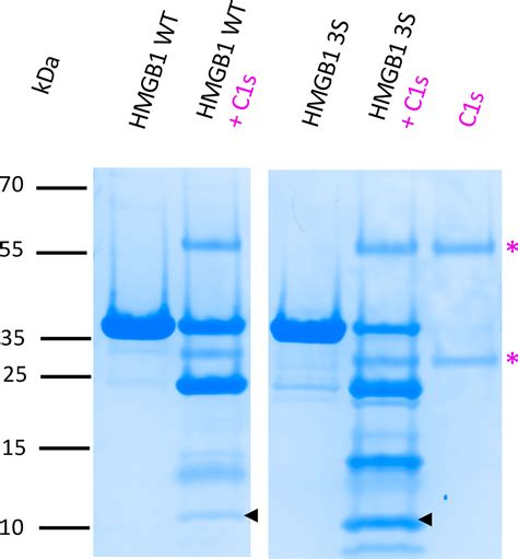 Frontiers Hmgb1 Cleavage By Complement C1s And Its Potent Anti