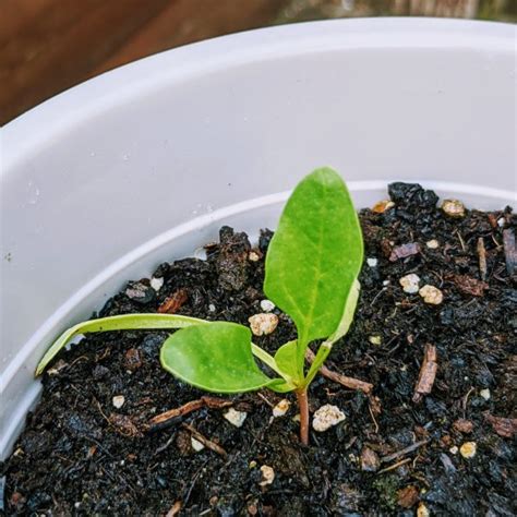 Growing Spinach From Seed In Containers Bunnys Garden