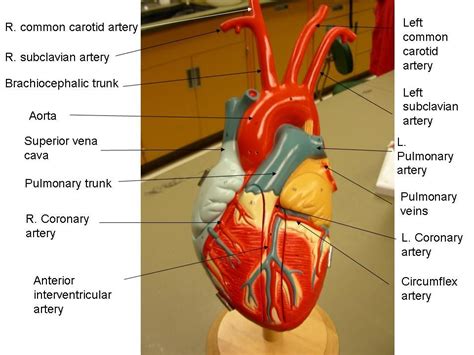 Blood Vessels Labeled Heart / What is a capillary? - Quora - Blood ...