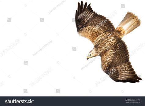 Flying Hawk Isolated Bird White Background Stock Photo 359169353 ...