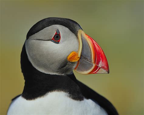 Atlantic Puffins The Parrots Of The Sea One Ocean Expeditions