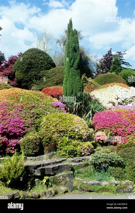 Los Rododendros Azaleas Y Con Feras En El Jard N De Rocas En