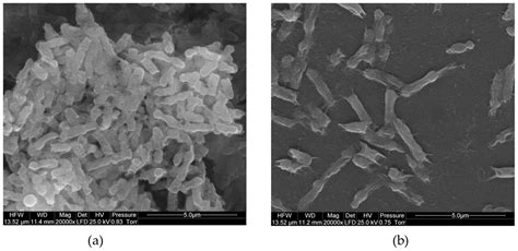 Graphene Based Composites For Biomedical Applications Surface Modification For Enhanced