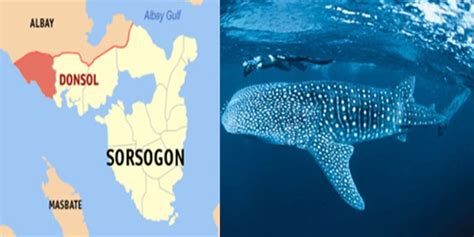 Whale Sharks: 104 New Individuals Spotted In Sorsogon