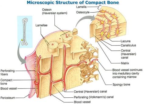 Microscopic Structure Of Compact Bone Anatomy Bones Anatomy And