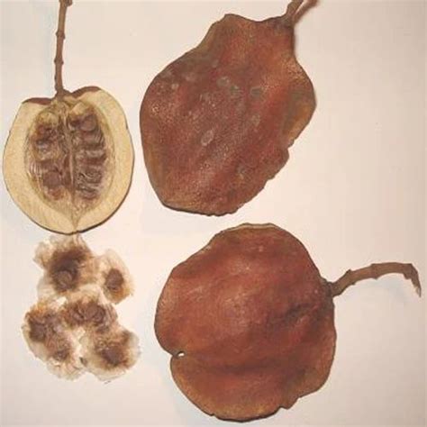 Jacaranda Mimosifolia Pods Seeds - Saral Sabzaar Inc., Faridabad | ID ...