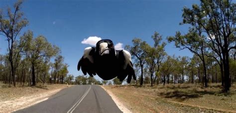 It S Magpie Swooping Season And This Is What You Need To Know About