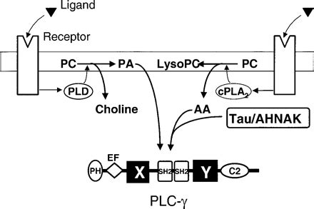 Figure 8 Receptor mediated activation of PLC γ by Annual