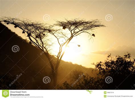 Sunset with African Savanna Trees Stock Photo - Image of savannah ...