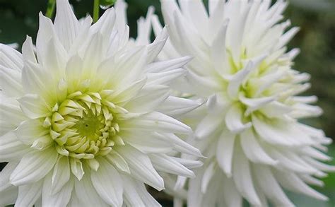 Double Dahlia Delight Dahlia Floral Photography Garden