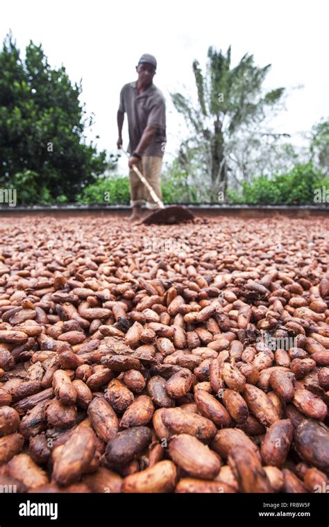 Cocoa Drying Hi Res Stock Photography And Images Alamy