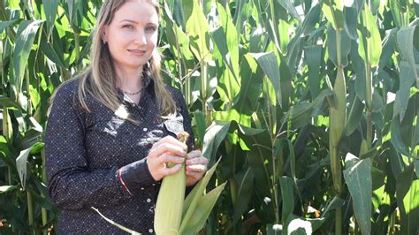 Produtora De Goi S Supera Rentabilidade Da Soja Plantando Milho Veja