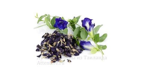 Купить синий чай, из Таиланда, мотыльковый горошек, цветы в чае синего ...
