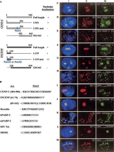 Determination Of The Nucleolus Localization Sequence Nols Motifs On