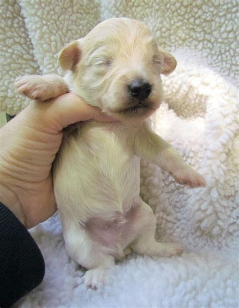 Growing Puppies - Virginia Schnoodle Breeder --Hypoallergenic Dogs: Two ...