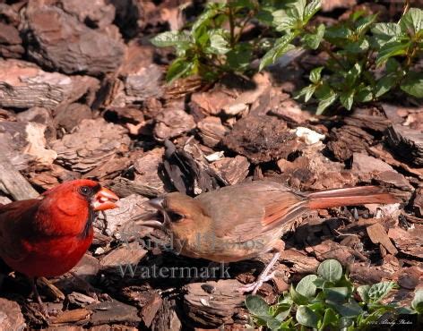 Perching Birds - Cardinal Babies