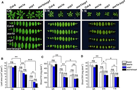 Effects Of AOX1a And UCP1 Mutation On Leaf Area And Biomass Under Low N