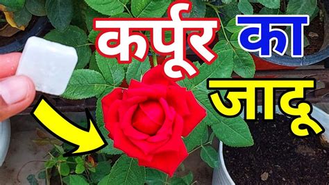 Rose Plant Growing Care Tips How To Save Rose Plant Gulab Best