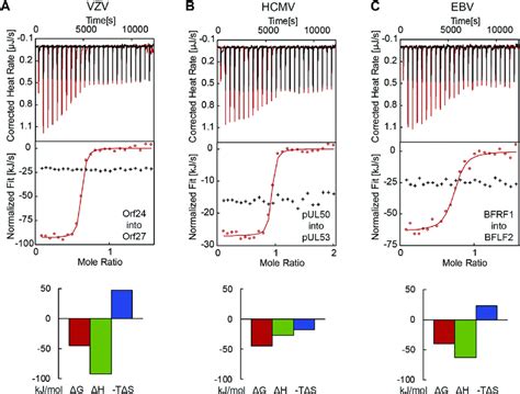 Determination Of The Thermodynamic Parameters Of Vzv Orf24 Orf27