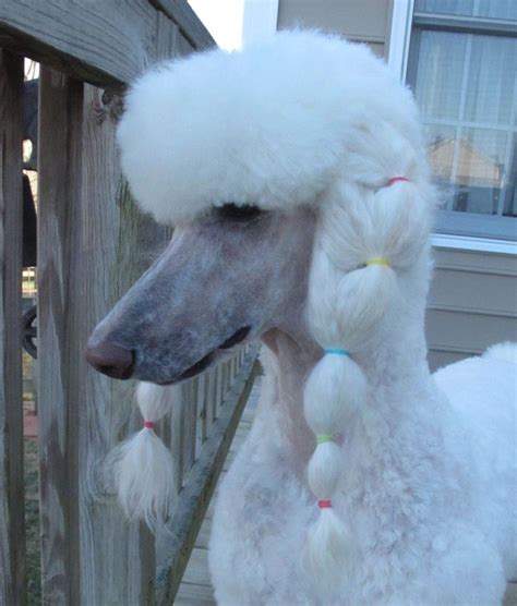 Summer clip with braids on a white poodle