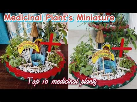 Top Medicinal Plants Miniature Garden Benefits Uses Of Tulsi