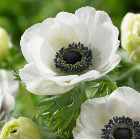 Anemone Coronaria 'Carmel White' Anemone from ADR Bulbs