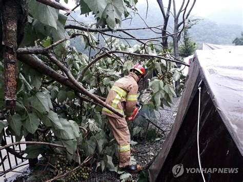 태풍에 캠핑장 내 나무 쓰러져 연합뉴스