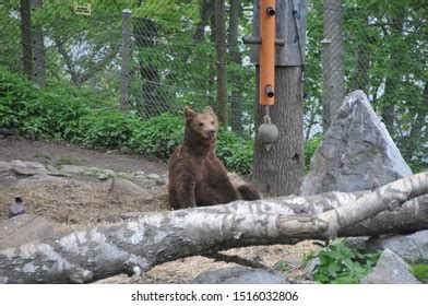 Skansen Sweden October 2015 Animals Living Stock Photo 1516032806 ...