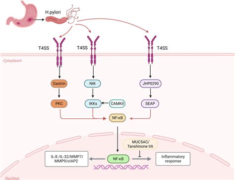 Frontiers Helicobacter Pylori Regulates Stomach Diseases By