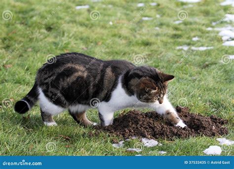 Mouse hunt stock image. Image of interests, graze, house - 37533435