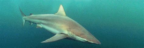 Lets talk about bronze whaler shark found in False Bay