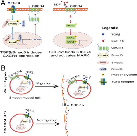 A Schematic Model Showing The Role Of Tgf Smad Regulated Cxcr