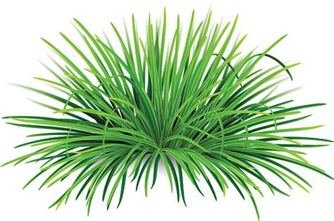 Tuft Of Grass Clipart Jpeg