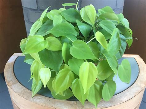 Pothos Epipremnum Aureum Neon Focal Farm