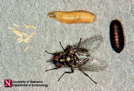 17 Horse fly larvae ideas | horse fly, larvae, flying