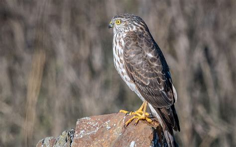 Sharp-shinned Hawk | Audubon Field Guide