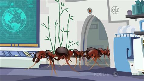 Fire Ant Brigade Wild Kratts Bug Adventures Wild Kratts Fanon Wiki