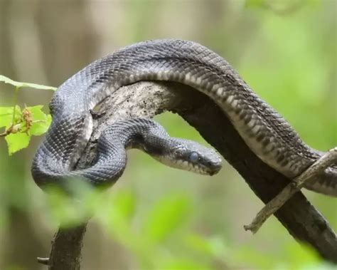 Eastern Rat Snake Zoopedia Wiki Fandom