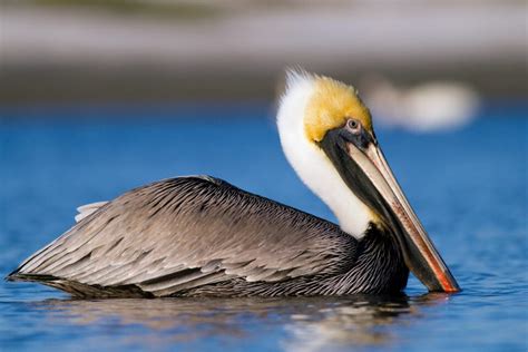 Deadly bird flu outbreak requires urgent coordinated response | The ...