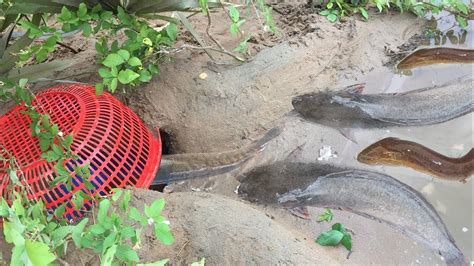 Wow Amazing Man Build Hole Eel Fish Trap Using Plastic Basket To