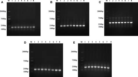 Electropherograms Of PCR Product Fragments Verified By Sequence