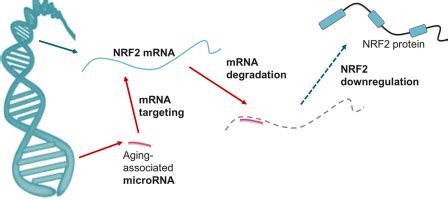 Micrornas Mediate The Senescence Associated Decline Of Nrf In