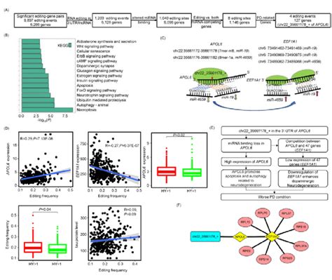 A To I RNA Editing Events May Alter MiRNA Competitions Between Their