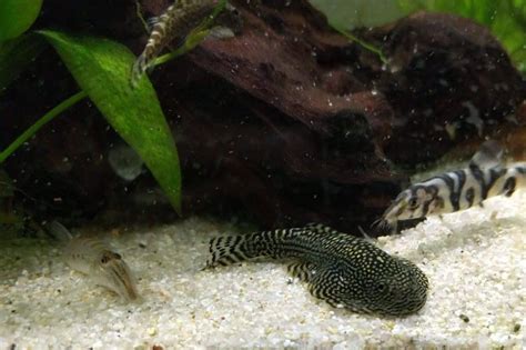 Hillstream Loach: Complete Care Guide and Species Profile