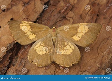 Closeup On The Orange Moth Angerona Prunaria Sitting With Open Wings