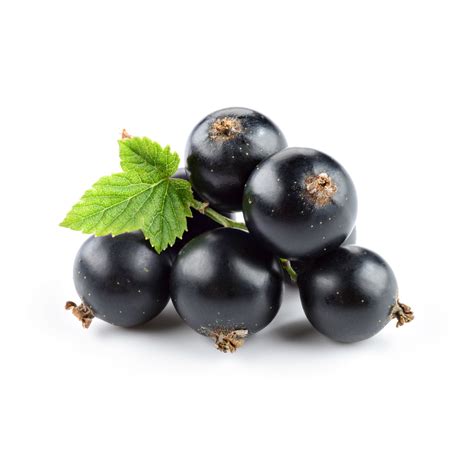 Blackcurrant Seed Oil - PureNature NZ