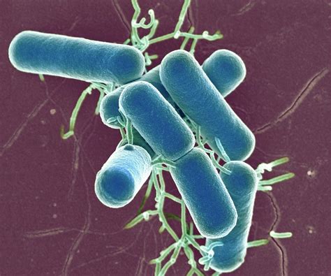 Lactobacillus Bacteria Photograph By Science Photo Library