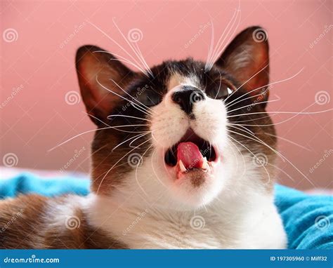 Cute snowshoe siamese cat stock photo. Image of feline - 197305960